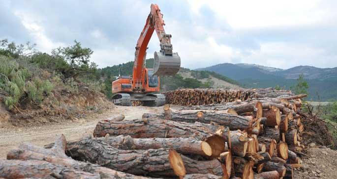 Afforestation In Turkey