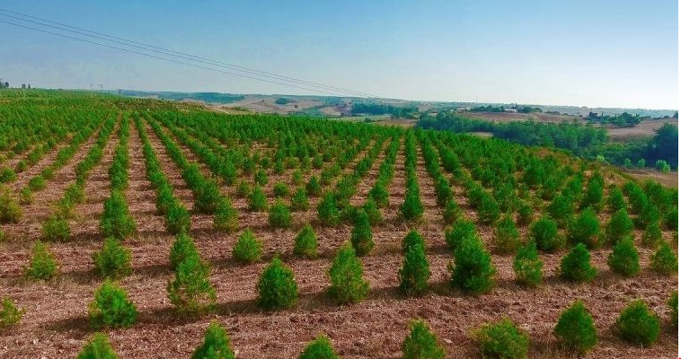 The Importance of Afforestation in Earthquakes and Natural Disasters