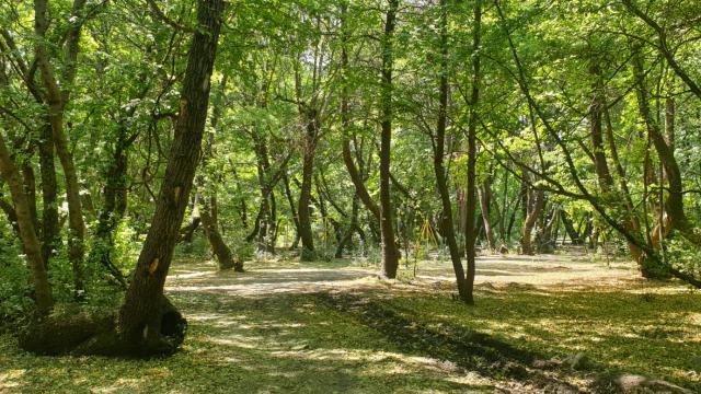 Amasya’da Ormanlık Alanlara Girişler 31 Ekim’e Kadar Yasaklandı