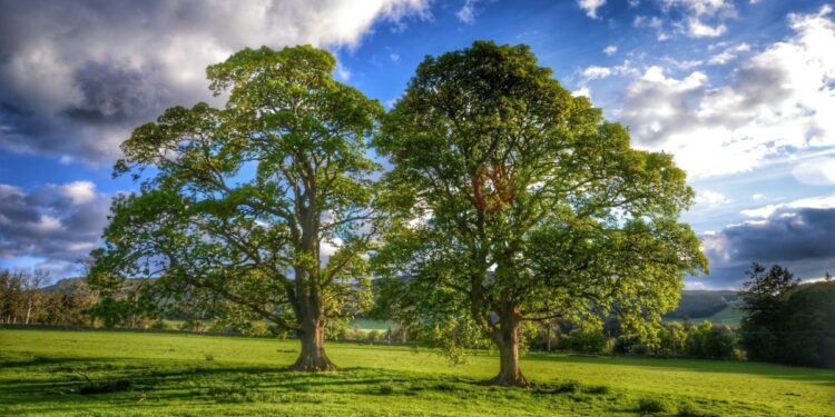 Oak Tree And Its Characteristics