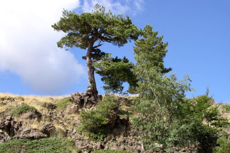 Larch