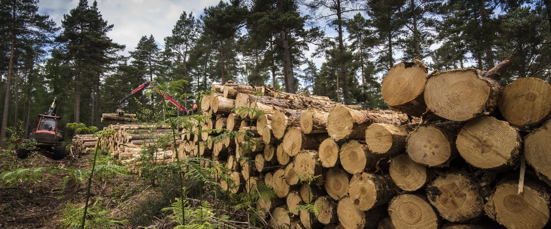 Timber And Usage Areas